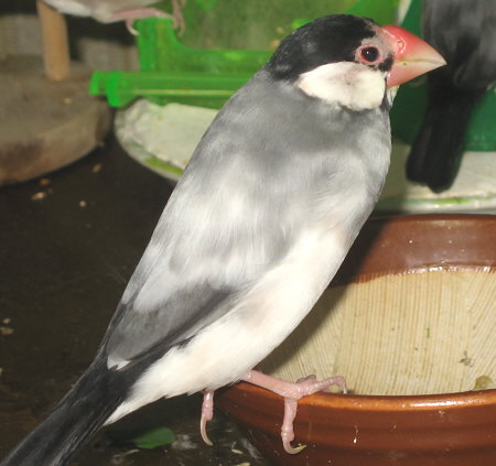 妻に先立たれた文鳥