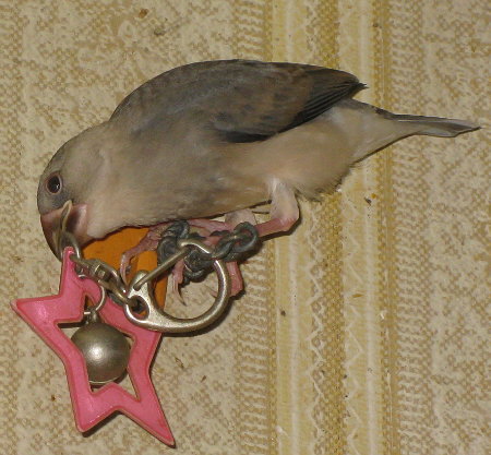 キーホルダーで遊ぶ文鳥ヒナ(ノッチ)