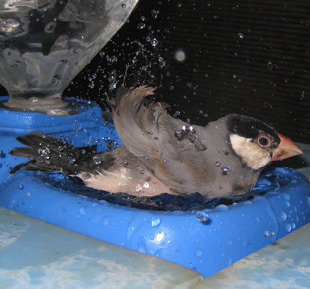 水浴びをするヒナ換羽終盤の文鳥(ノッチ)