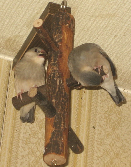 天井ツリーで遊ぶ文鳥ヒナたち