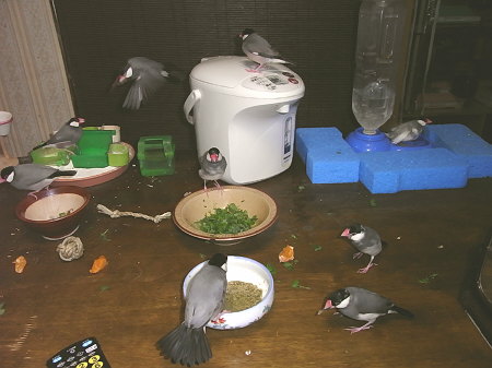 テーブル上の文鳥の群れ
