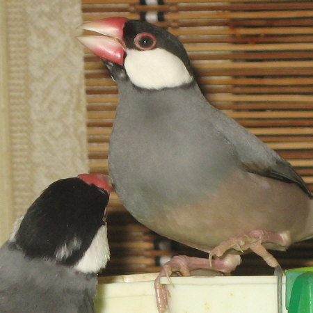 日に日にあつかましくなるエコ