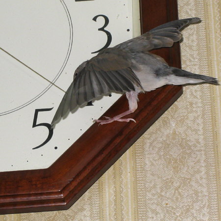 掛け時計にへばりつく若文鳥(トミ)