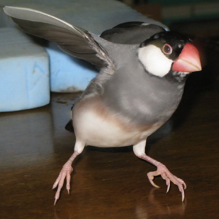 着やせ?するタイプの文鳥(アイ)