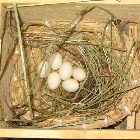 文鳥の一腹分の卵