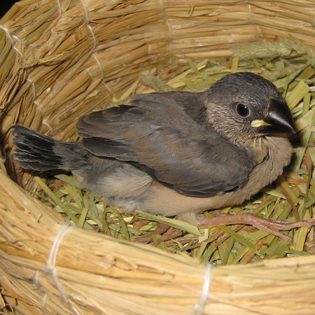 孵化23日目の文鳥ヒナ(クリ)