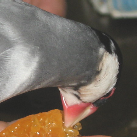 季節はずれのミカンを吸うゲン