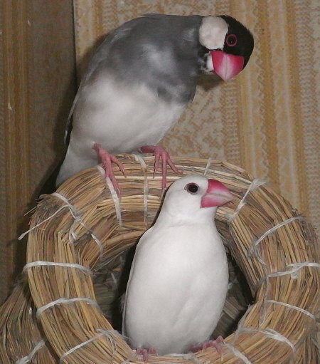 2世が期待される文鳥夫婦(アト・メイ)