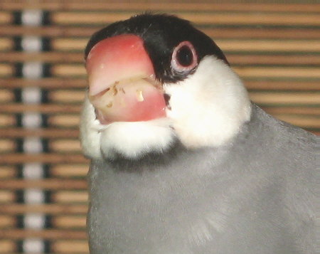 ヒエを食べるマル