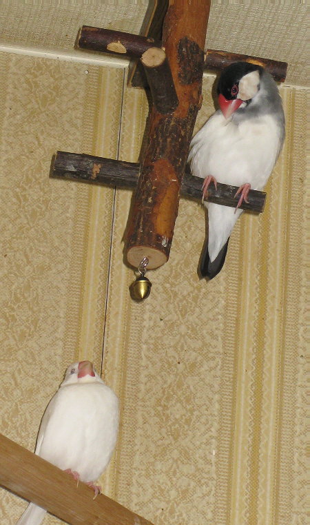 それぞれでくつろぐ文鳥夫婦(メイ・アト)