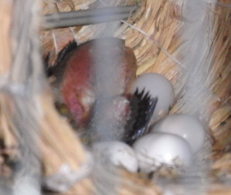 文鳥ヒナのぞき見
