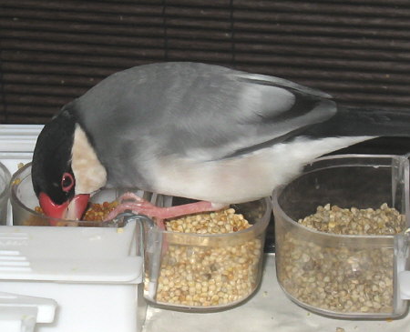 国産アワを食べる文鳥(アト)