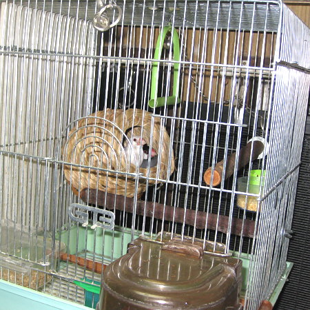 止まり木3本体制の文鳥カゴ