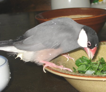 いろいろ食べあさるカン