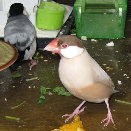 シナモン文鳥(ニッキ)