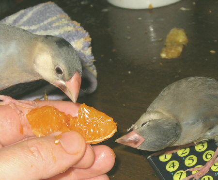 ミカンにたかるポンとテン