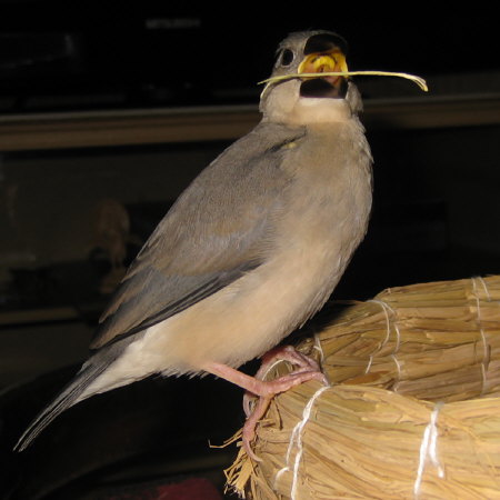 孵化34日目の文鳥ヒナ(クリ)