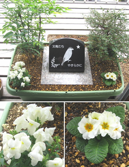 文鳥墓苑の秋の草花