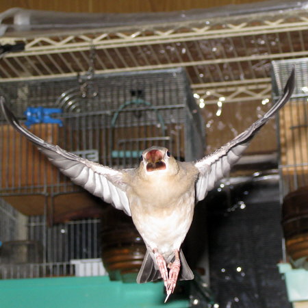 飛ぶ中ヒナ文鳥(トミ)