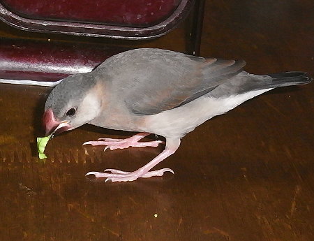早くもエダマメが好物の桜文鳥ヒナ(ノコリ)