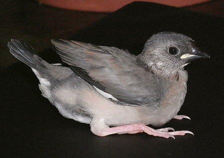 孵化25日目の桜文鳥(ノコリ)