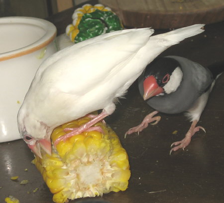 食事中のミナとクラ