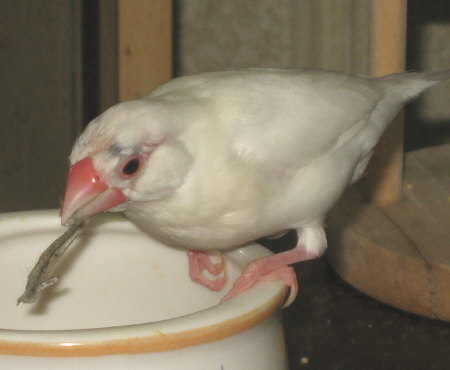 すすけた白文鳥ミナ