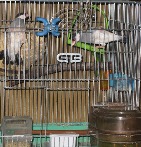 新しい止まり木を警戒する文鳥たち(エコ・ハル)