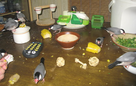 いつもどおりの文鳥たち
