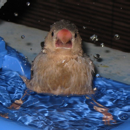 水浴びする若文鳥2(マナツ)