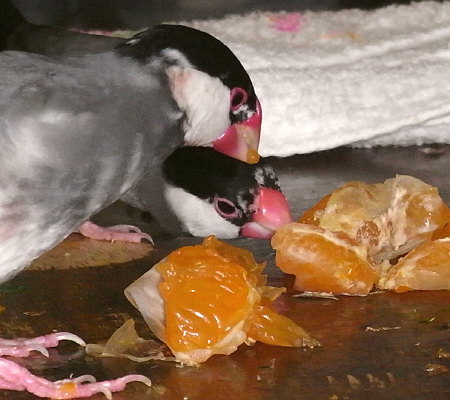 ミカンを食べる文鳥たち(ヤッチ・シズ)