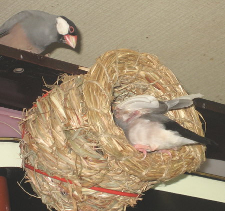 鑑定中のヤッチと見守るサイ