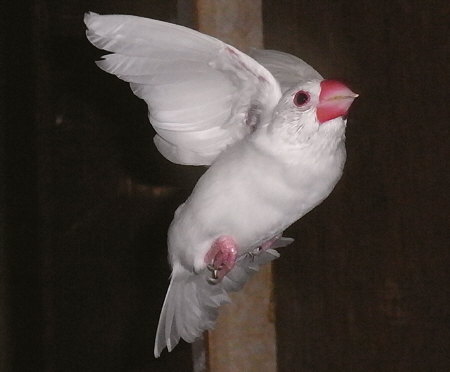 換羽終盤の飛ぶ白文鳥(シン)