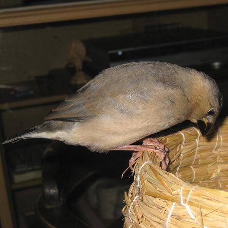 孵化35日目の文鳥ヒナ(トミ)