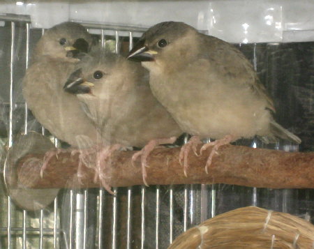 透明ケージの文鳥ヒナ3羽パート2