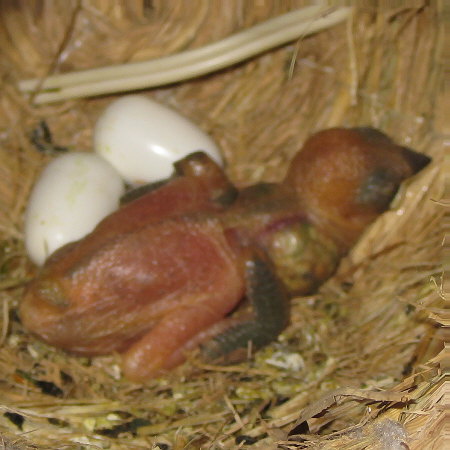 孵化9日目の文鳥ヒナ