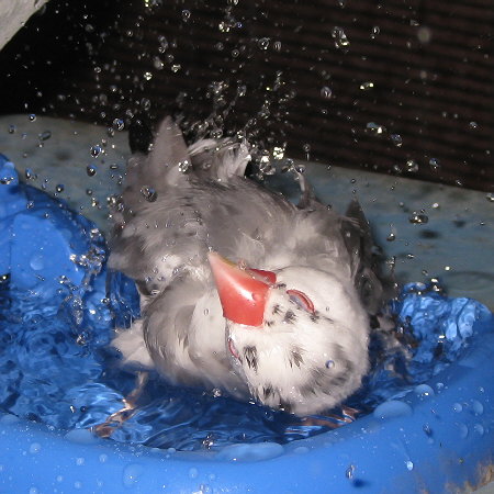 豪快に水浴びするごま塩文鳥(ケコ)