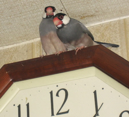 掛け時計の上の文鳥夫婦(ハル・エコ)