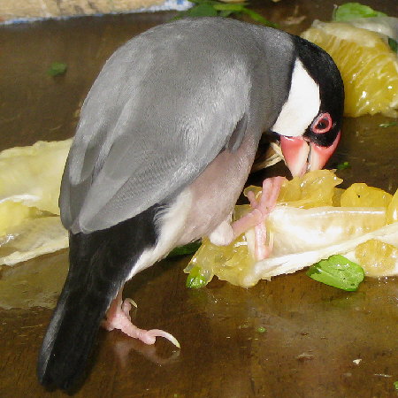 河内晩柑を食べる文鳥(イブ)