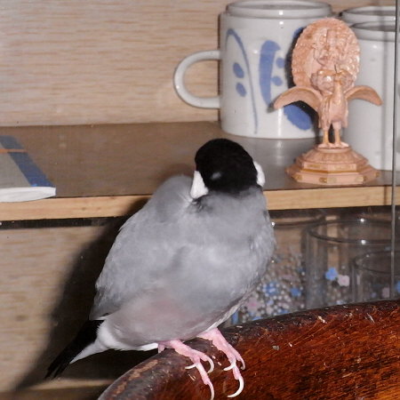 仏像と文鳥