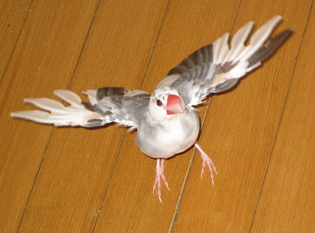 飛び立つごま塩文鳥(ケコ)