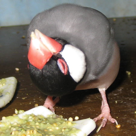 人では真似が出来ない姿勢の文鳥(キュー)