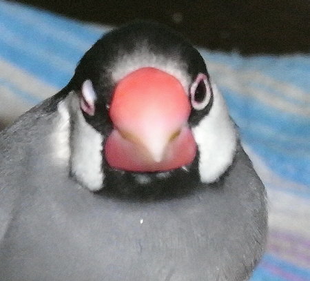 運動不足の文鳥(オッキ)
