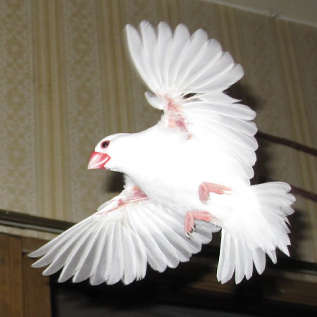 舞い降りる白文鳥(シン)