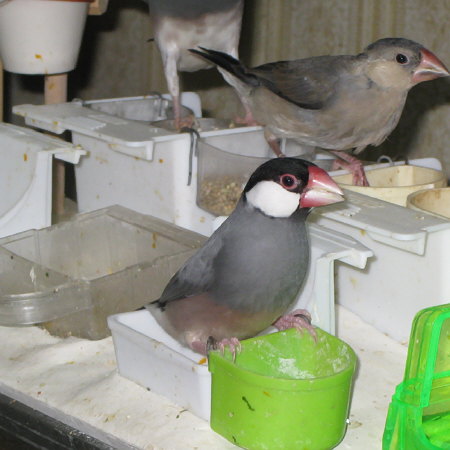 カトルボーンを食べる産卵期のメス文鳥2（スミ）