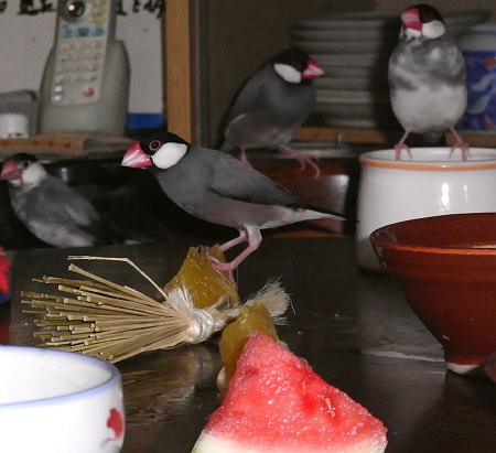 スイカに近づかない我が家の文鳥たち