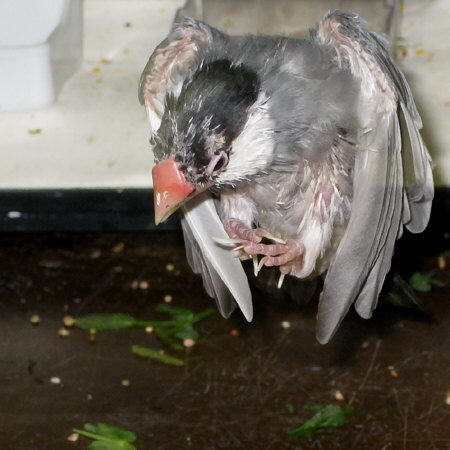 ボロボロだが気は強い文鳥(カナ)