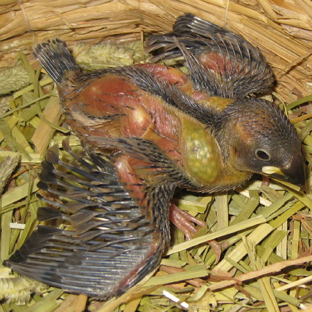 孵化17日目の文鳥ヒナ(クリ)2