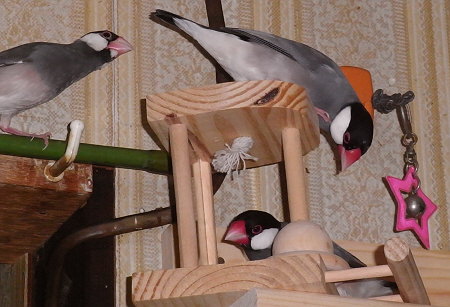 木製玩具に興味を示す文鳥たち