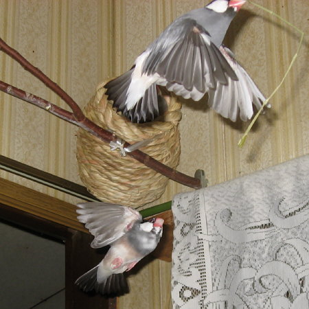 好きな文鳥を追う文鳥(ポンを追うコウ)